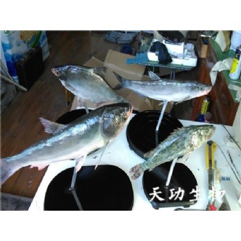 案例 (4)