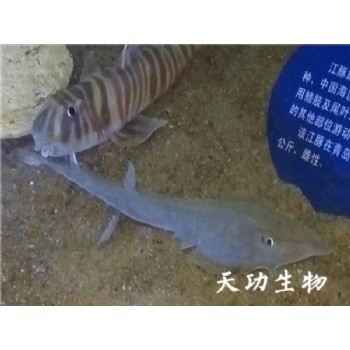 案例 (6)